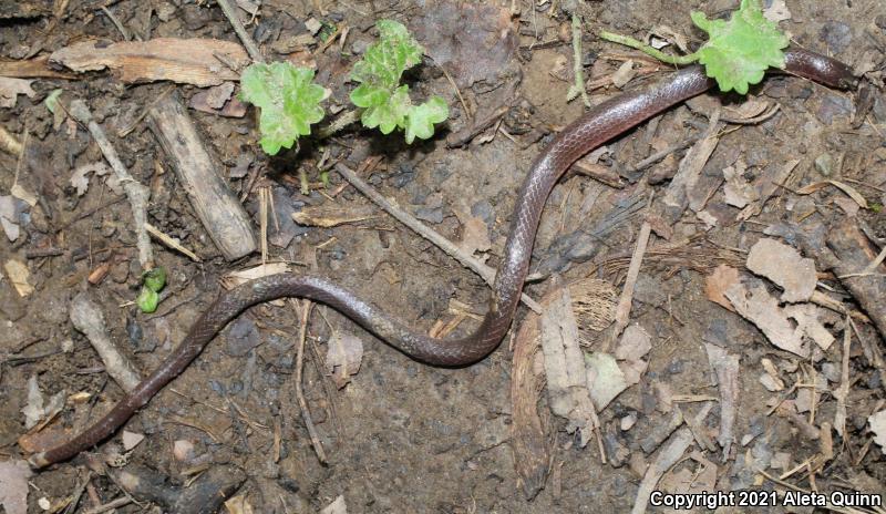 Eastern Wormsnake (Carphophis amoenus)