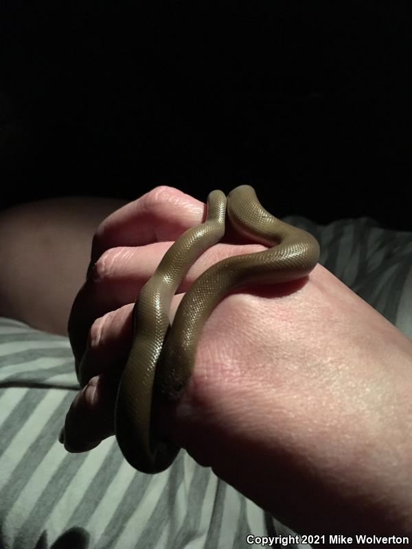 Northern Rubber Boa (Charina bottae)