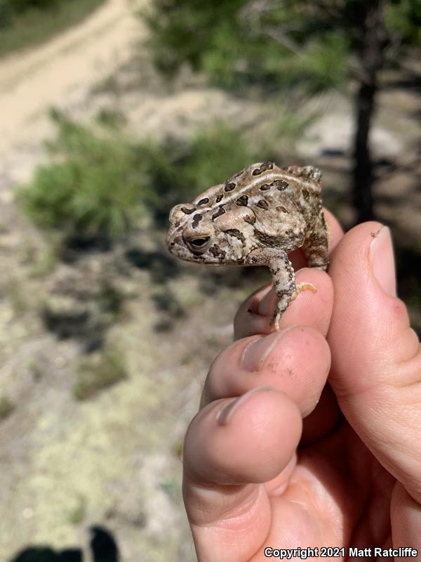 Fowler's Toad (Anaxyrus fowleri)