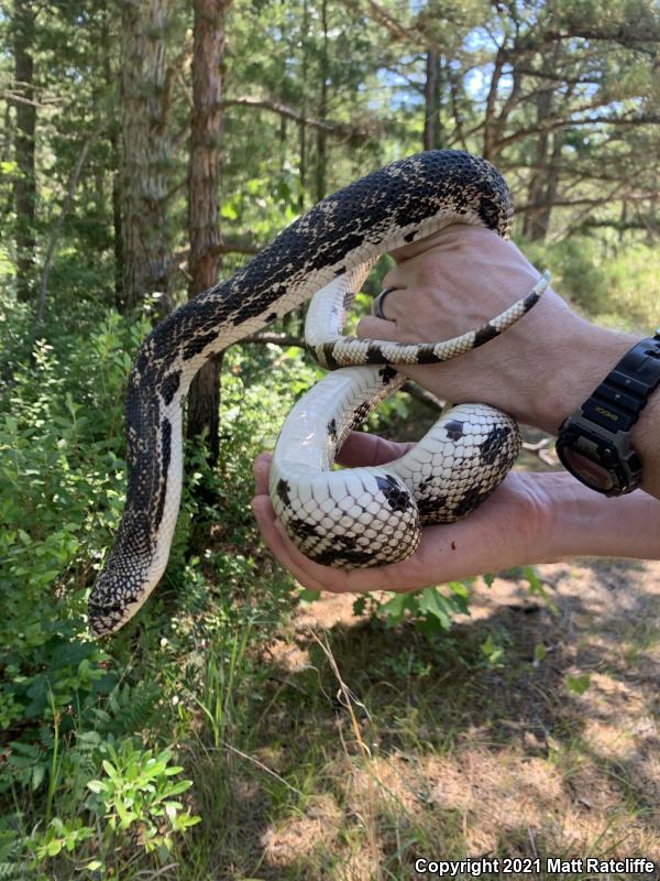 Northern Pinesnake (Pituophis melanoleucus melanoleucus)