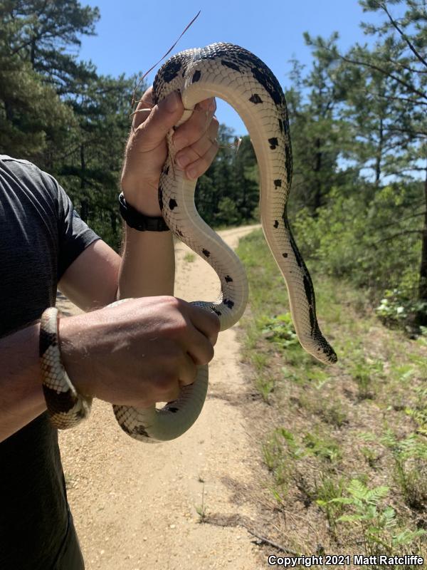 Northern Pinesnake (Pituophis melanoleucus melanoleucus)