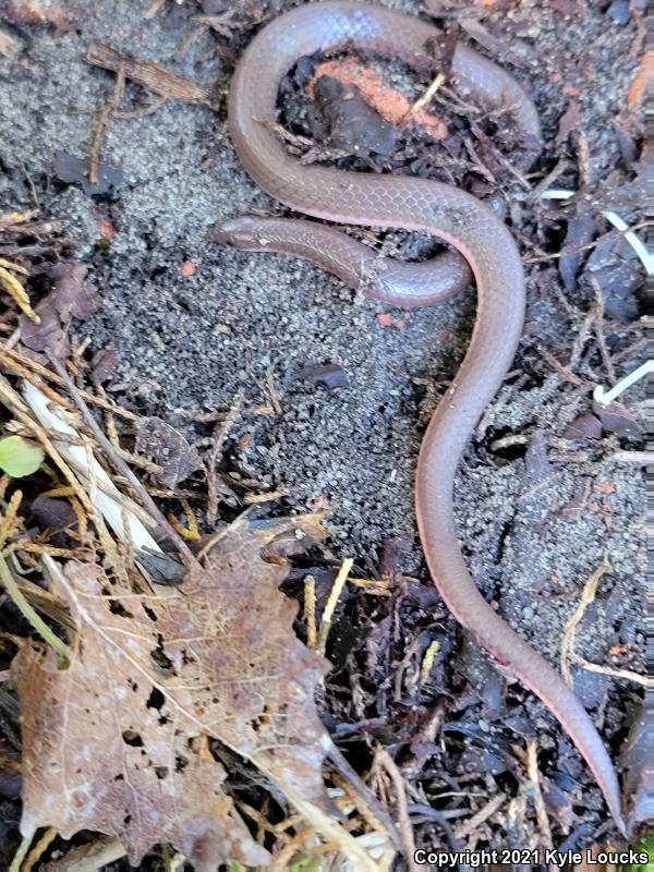 Eastern Wormsnake (Carphophis amoenus amoenus)