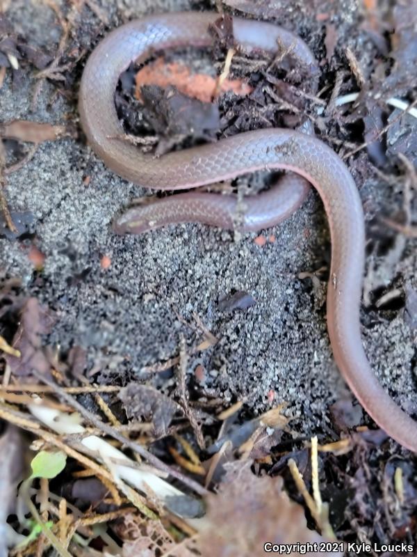 Eastern Wormsnake (Carphophis amoenus amoenus)