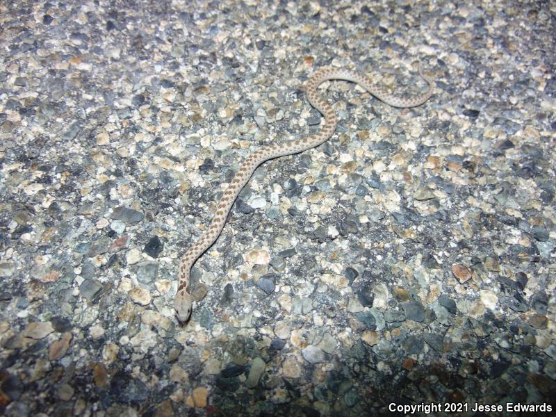 San Diego Nightsnake (Hypsiglena ochrorhyncha klauberi)