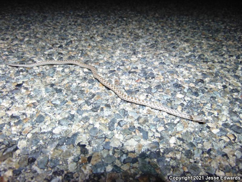 San Diego Nightsnake (Hypsiglena ochrorhyncha klauberi)