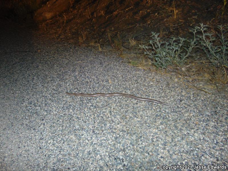 Coastal Rosy Boa (Lichanura trivirgata roseofusca)