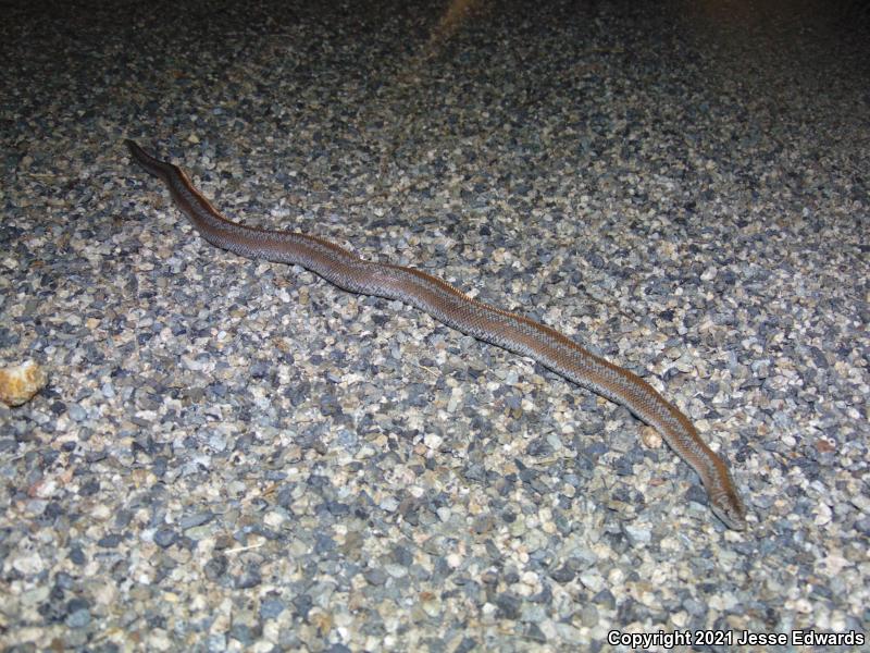 Coastal Rosy Boa (Lichanura trivirgata roseofusca)