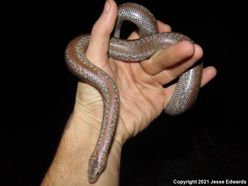 Coastal Rosy Boa (Lichanura trivirgata roseofusca)