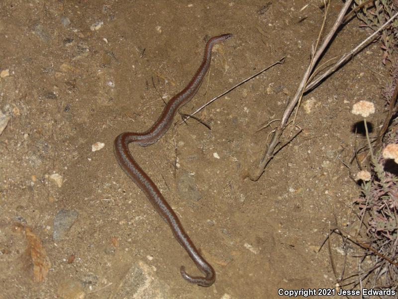 Coastal Rosy Boa (Lichanura trivirgata roseofusca)