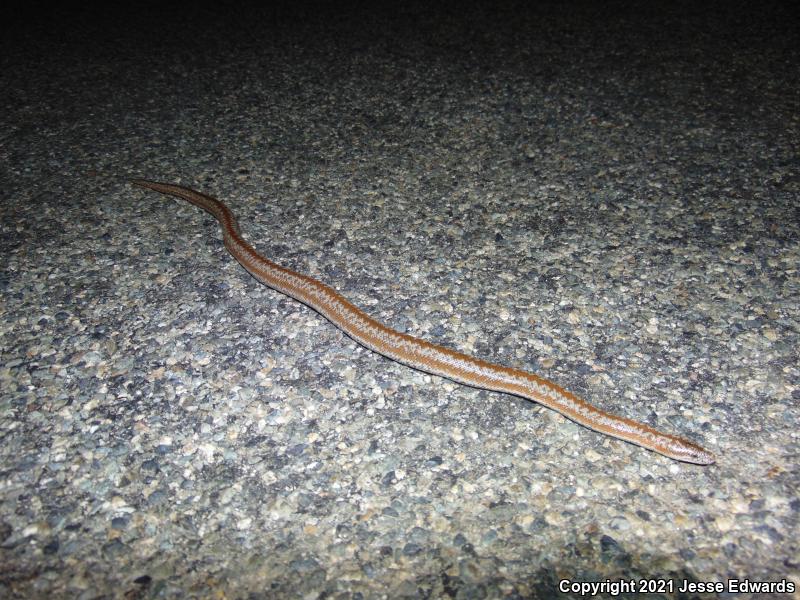 Coastal Rosy Boa (Lichanura trivirgata roseofusca)