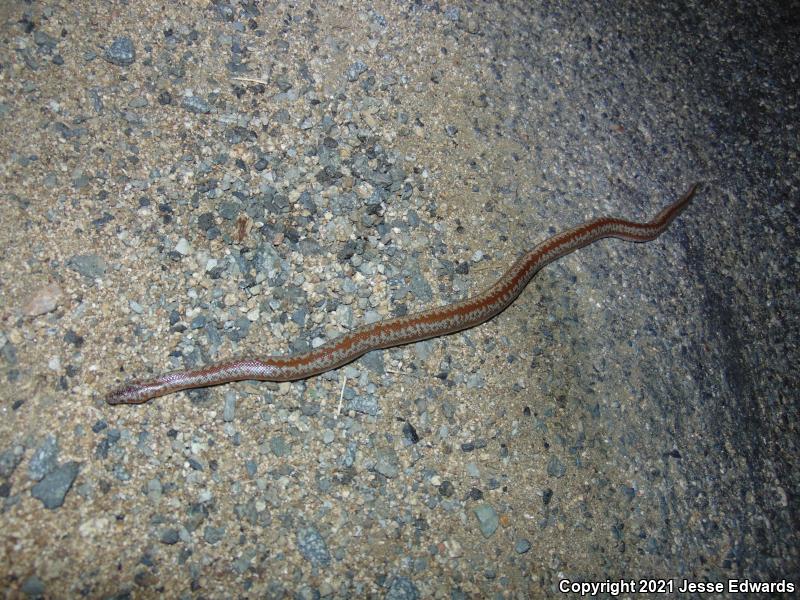 Coastal Rosy Boa (Lichanura trivirgata roseofusca)