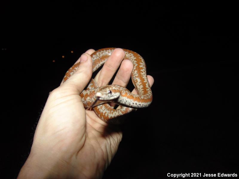 Coastal Rosy Boa (Lichanura trivirgata roseofusca)