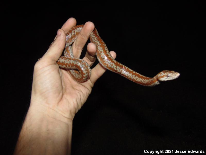 Coastal Rosy Boa (Lichanura trivirgata roseofusca)