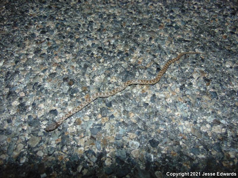 San Diego Nightsnake (Hypsiglena ochrorhyncha klauberi)