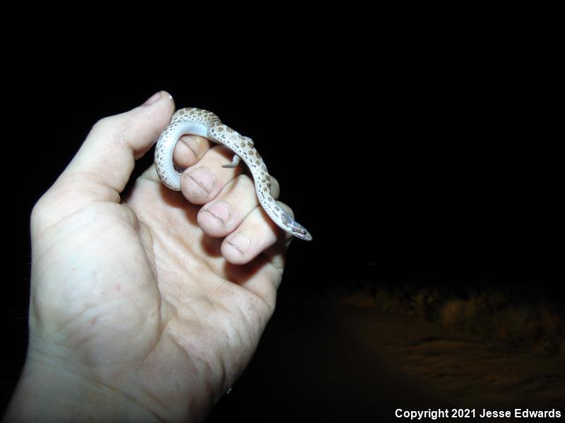 San Diego Nightsnake (Hypsiglena ochrorhyncha klauberi)