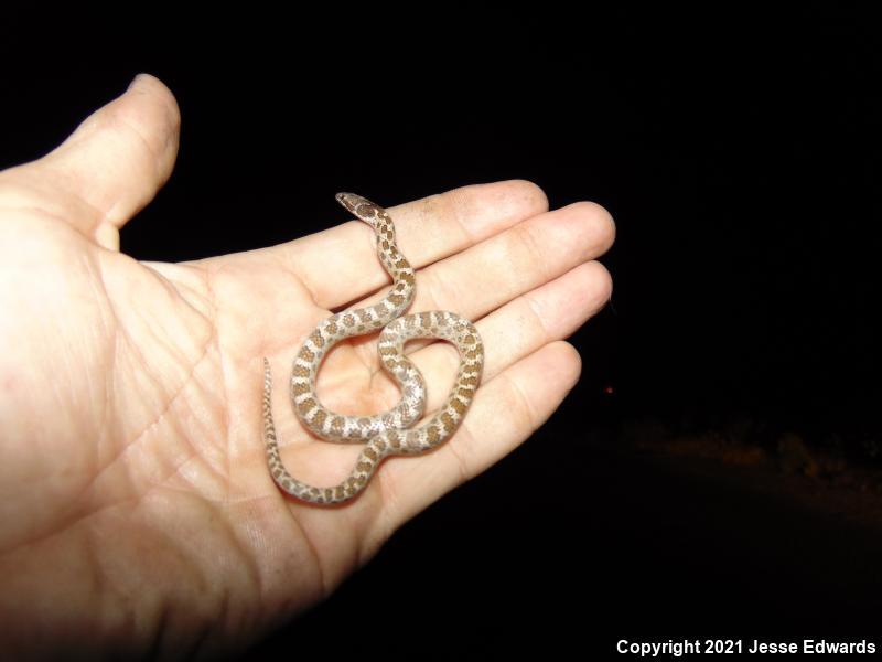 San Diego Nightsnake (Hypsiglena ochrorhyncha klauberi)