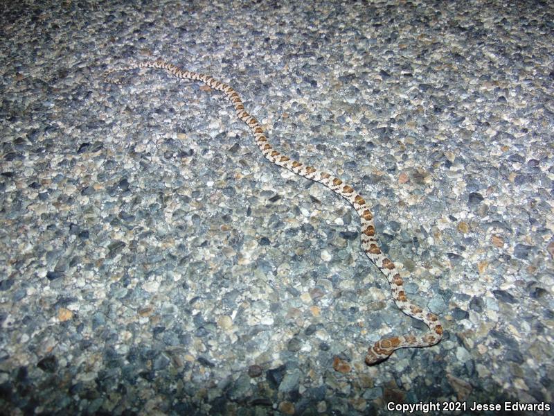 Western Lyresnake (Trimorphodon biscutatus)