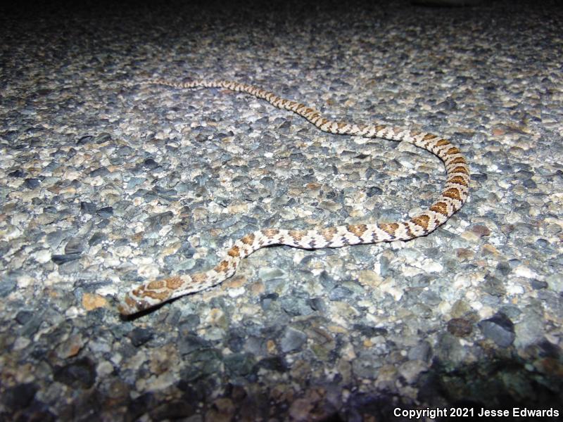 Western Lyresnake (Trimorphodon biscutatus)