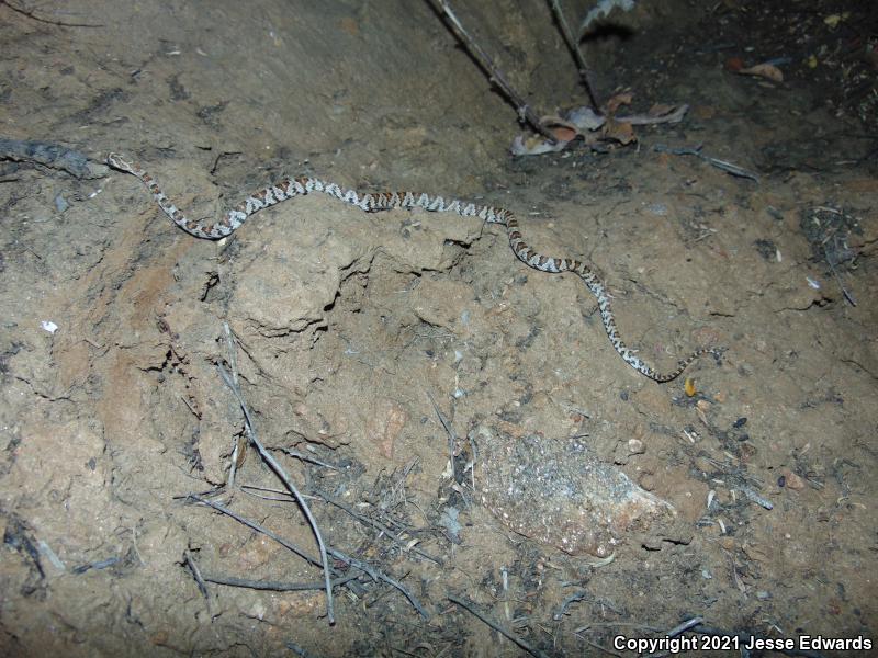 Western Lyresnake (Trimorphodon biscutatus)