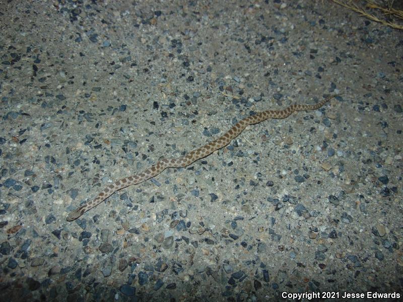 San Diego Nightsnake (Hypsiglena ochrorhyncha klauberi)