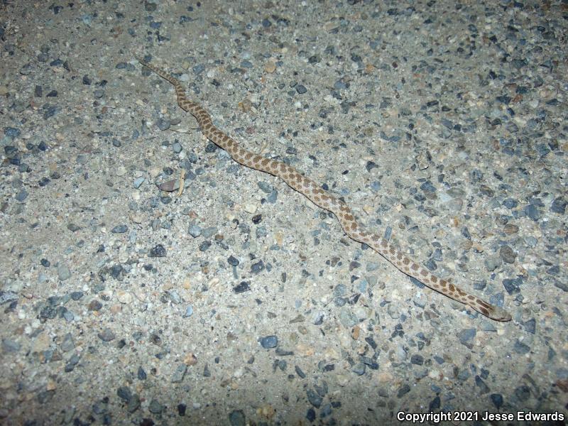 San Diego Nightsnake (Hypsiglena ochrorhyncha klauberi)