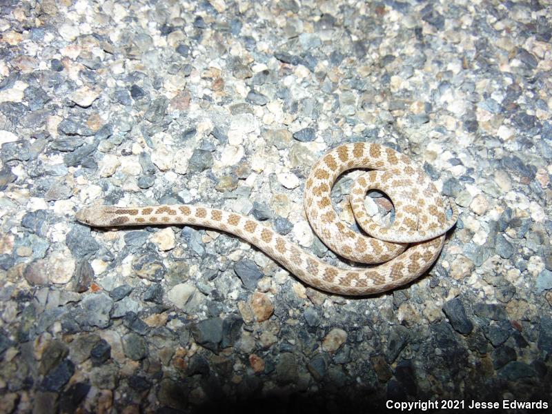 San Diego Nightsnake (Hypsiglena ochrorhyncha klauberi)