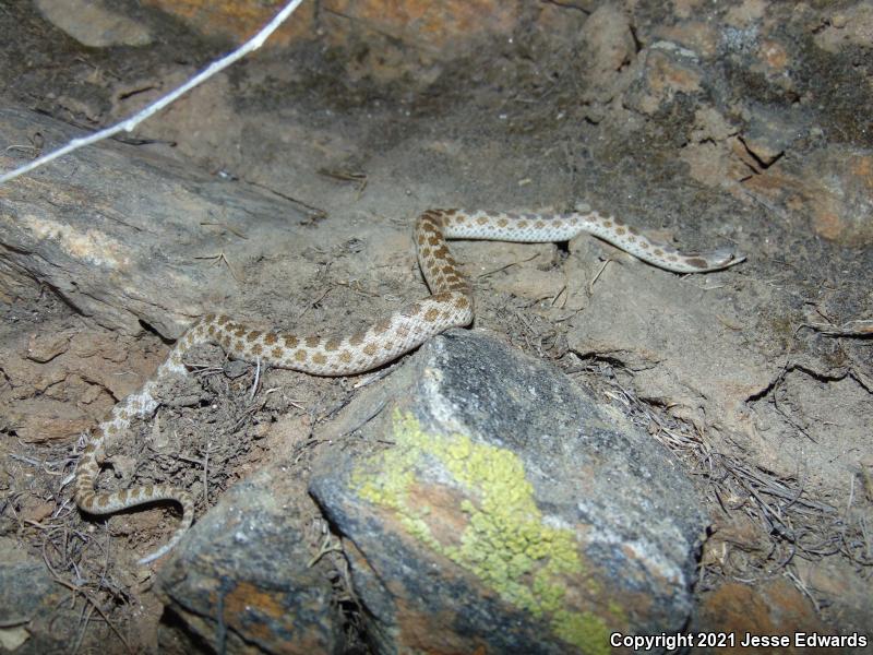 San Diego Nightsnake (Hypsiglena ochrorhyncha klauberi)