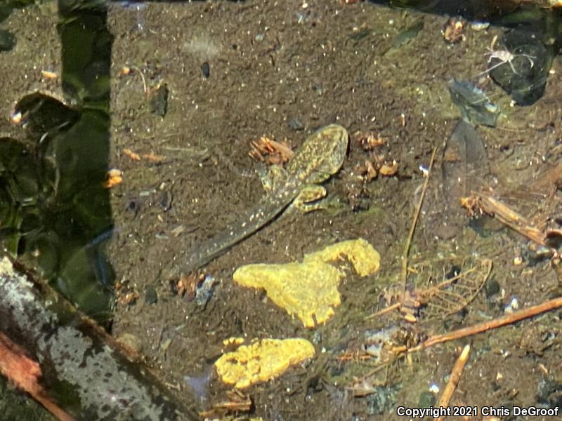 Southern Mountain Yellow-legged Frog (Rana muscosa)
