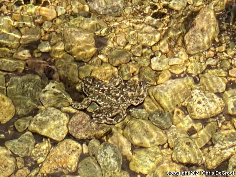 Southern Mountain Yellow-legged Frog (Rana muscosa)