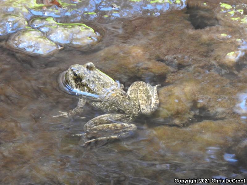 Southern Mountain Yellow-legged Frog (Rana muscosa)