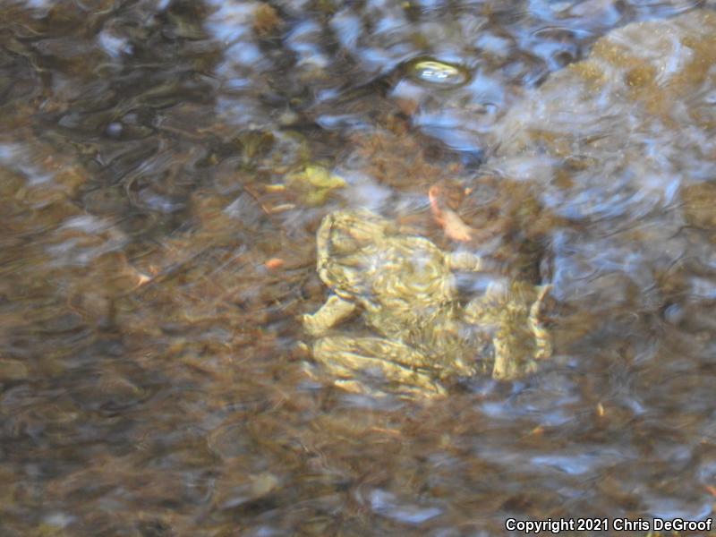 Southern Mountain Yellow-legged Frog (Rana muscosa)