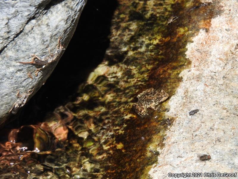 Southern Mountain Yellow-legged Frog (Rana muscosa)