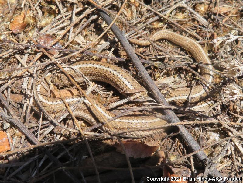 Lined Snake (Tropidoclonion lineatum)