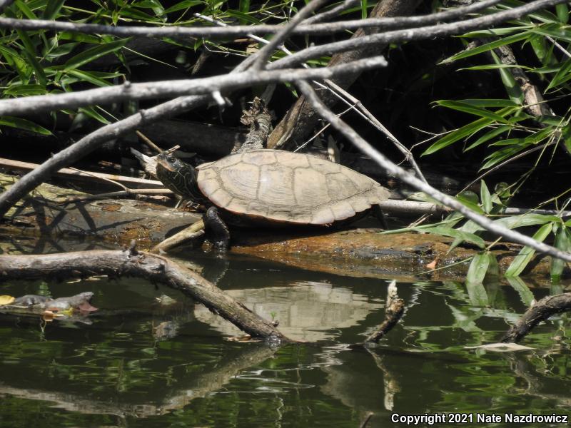 Northern Map Turtle (Graptemys geographica)