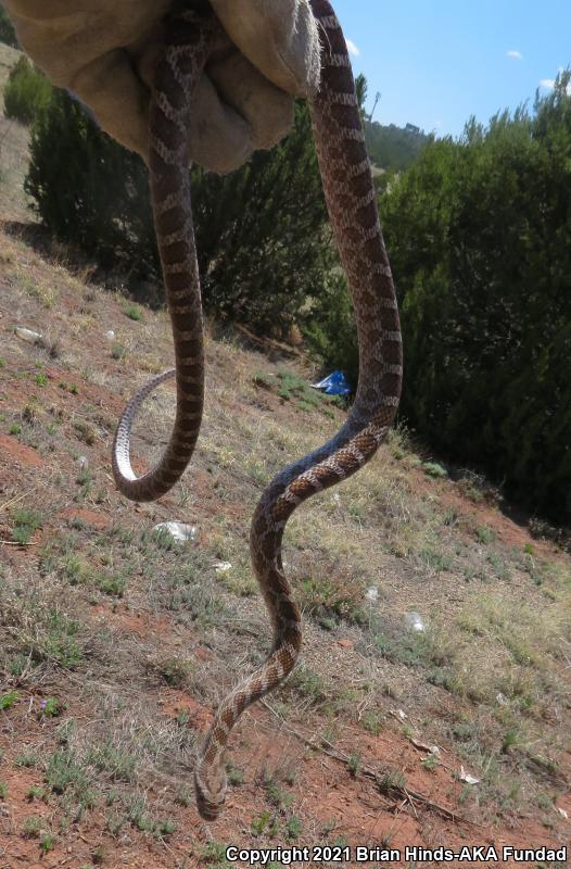 Great Plains Ratsnake (Pantherophis emoryi)