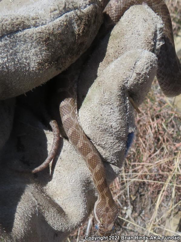 Great Plains Ratsnake (Pantherophis emoryi)