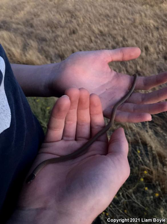 Western Black-headed Snake (Tantilla planiceps)