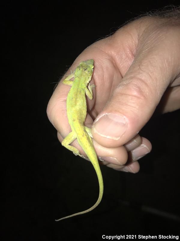 Southern Green Anole (Anolis carolinensis seminolus)