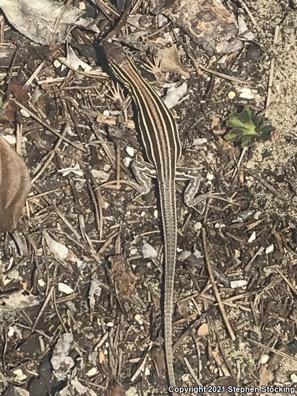 Six-lined Racerunner (Aspidoscelis sexlineata sexlineata)