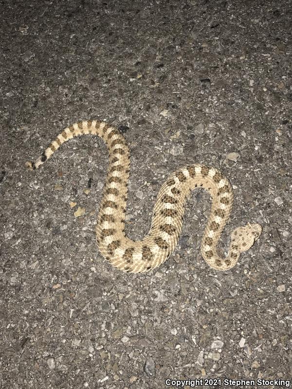 Mojave Desert Sidewinder (Crotalus cerastes cerastes)