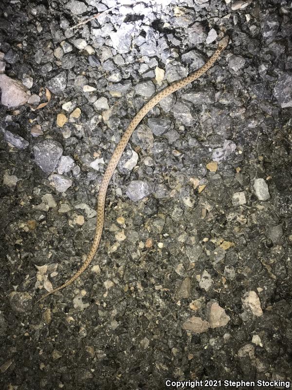 Desert Nightsnake (Hypsiglena chlorophaea deserticola)