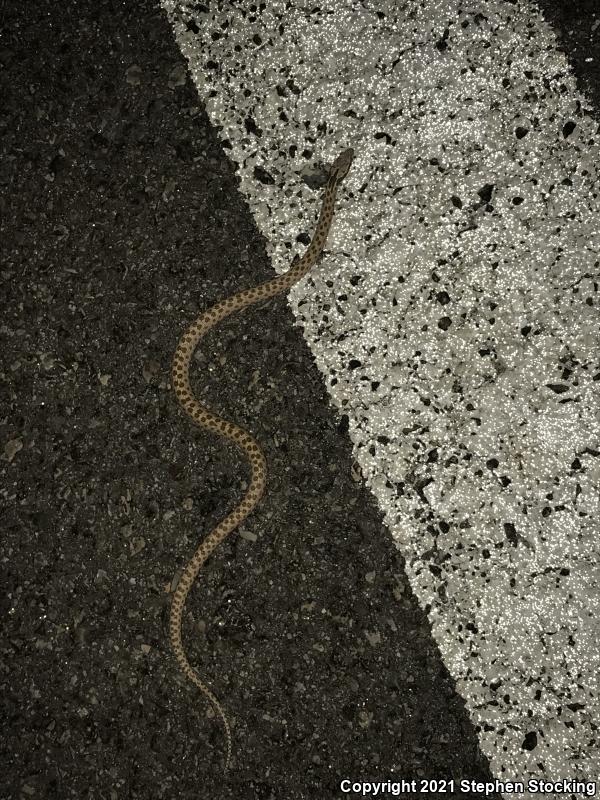 Desert Nightsnake (Hypsiglena chlorophaea deserticola)