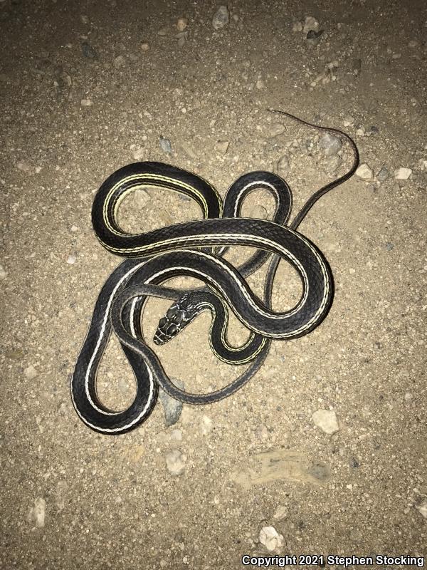 Desert Striped Whipsnake (Coluber taeniatus taeniatus)