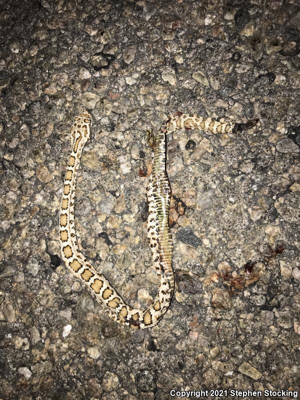 Arizona Black Rattlesnake (Crotalus cerberus)