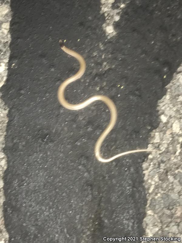 Smith's Black-headed Snake (Tantilla hobartsmithi)