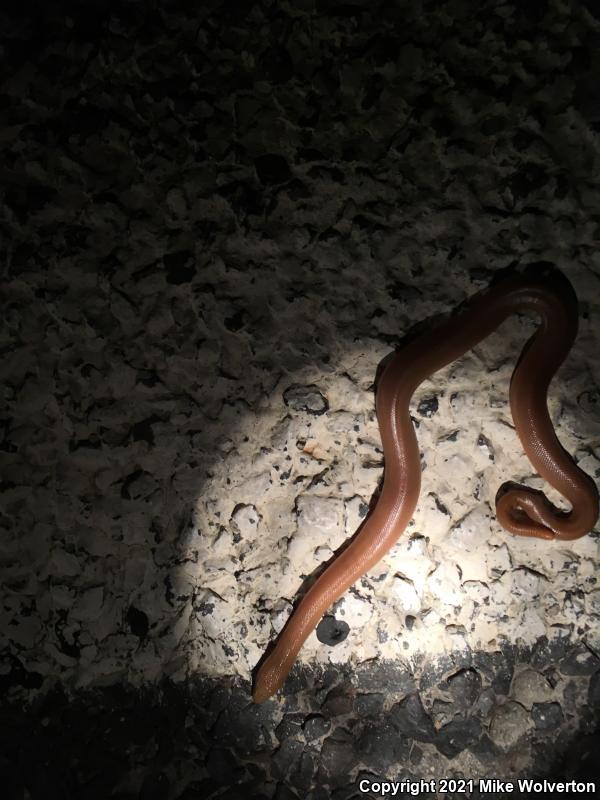 Northern Rubber Boa (Charina bottae)