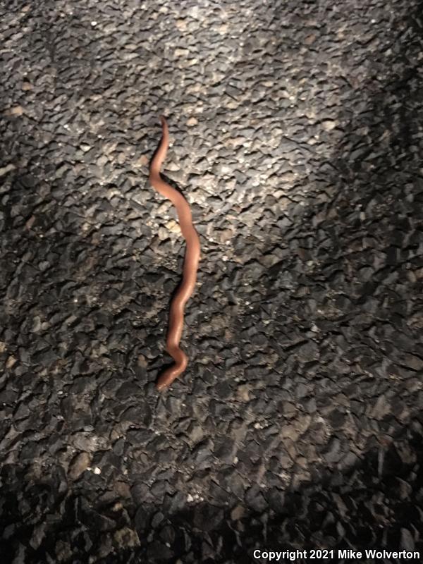 Northern Rubber Boa (Charina bottae)