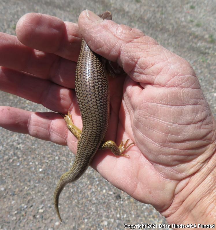 Great Plains Skink (Plestiodon obsoletus)