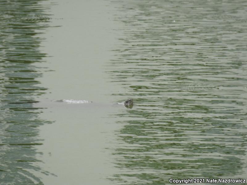 Snapping Turtle (Chelydra serpentina)