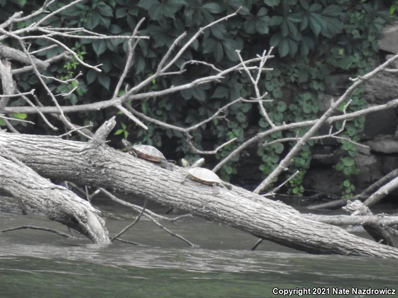 Northern Red-bellied Cooter (Pseudemys rubriventris)